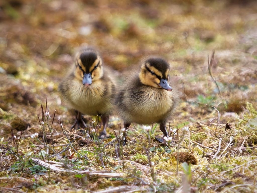 Two mallard ducklings walking along.