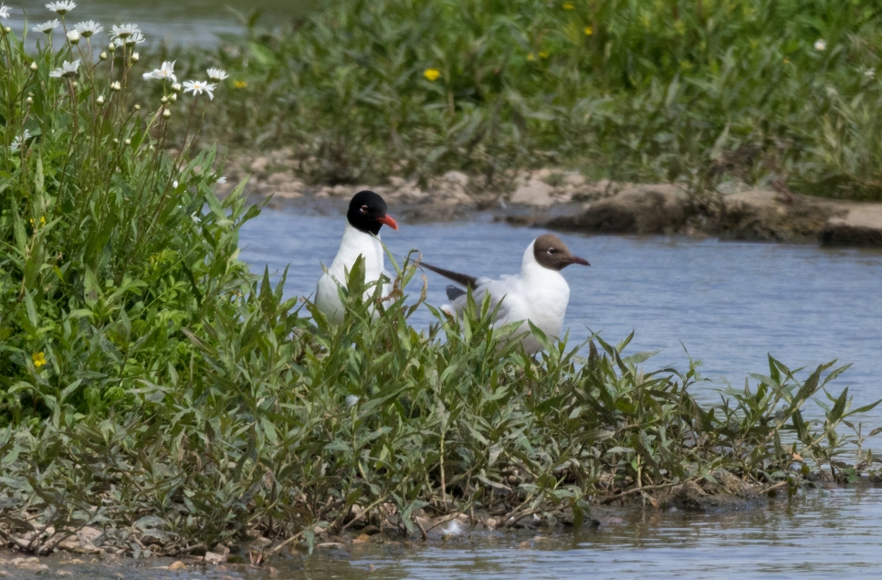 Recent Wildlife Sightings 16th - 22nd March