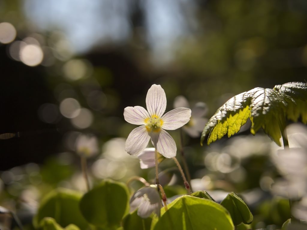 The best signs of Spring to look out for at Castle Espie