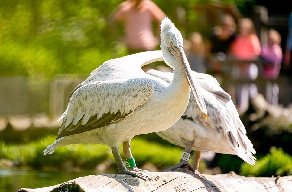 Young carers enjoy a day out at WWT Arundel