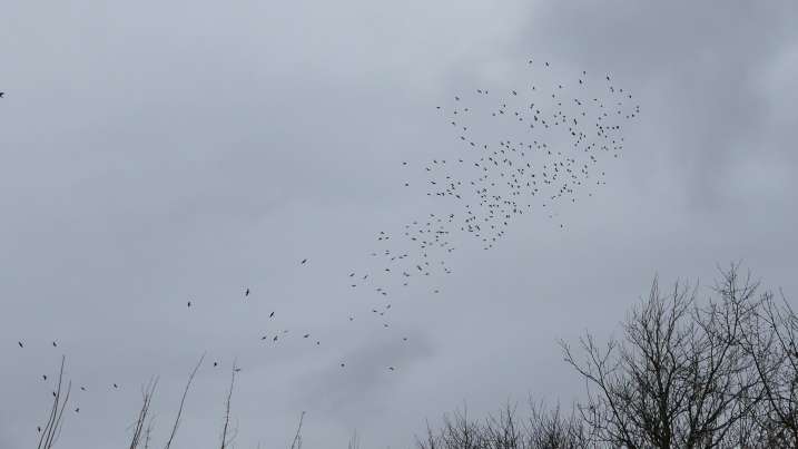 a clattering of jackdaws by marianne nicholson.jpg