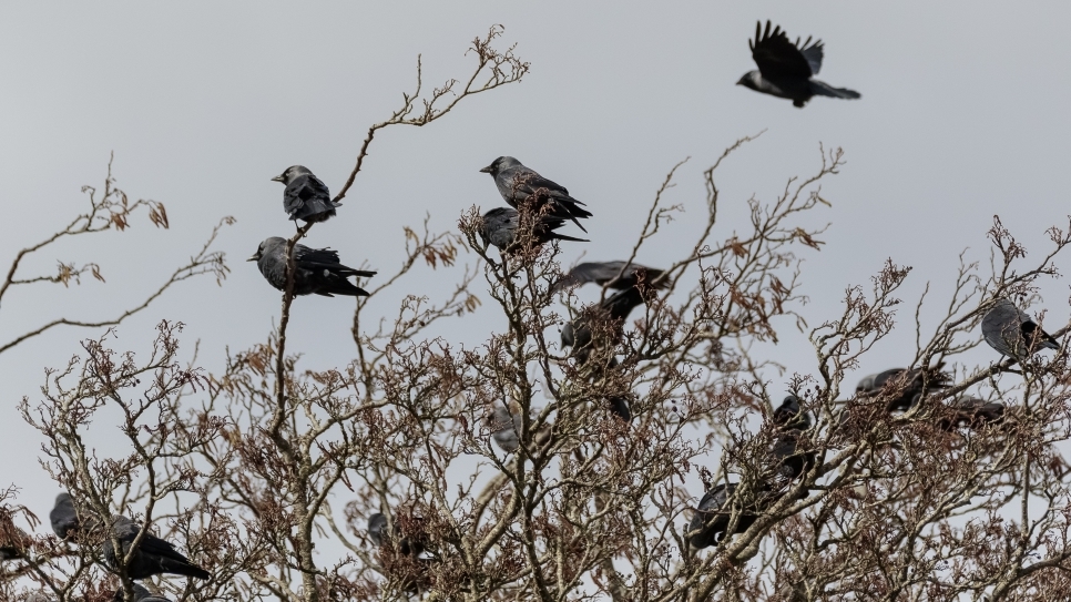 A clattering of jackdaws