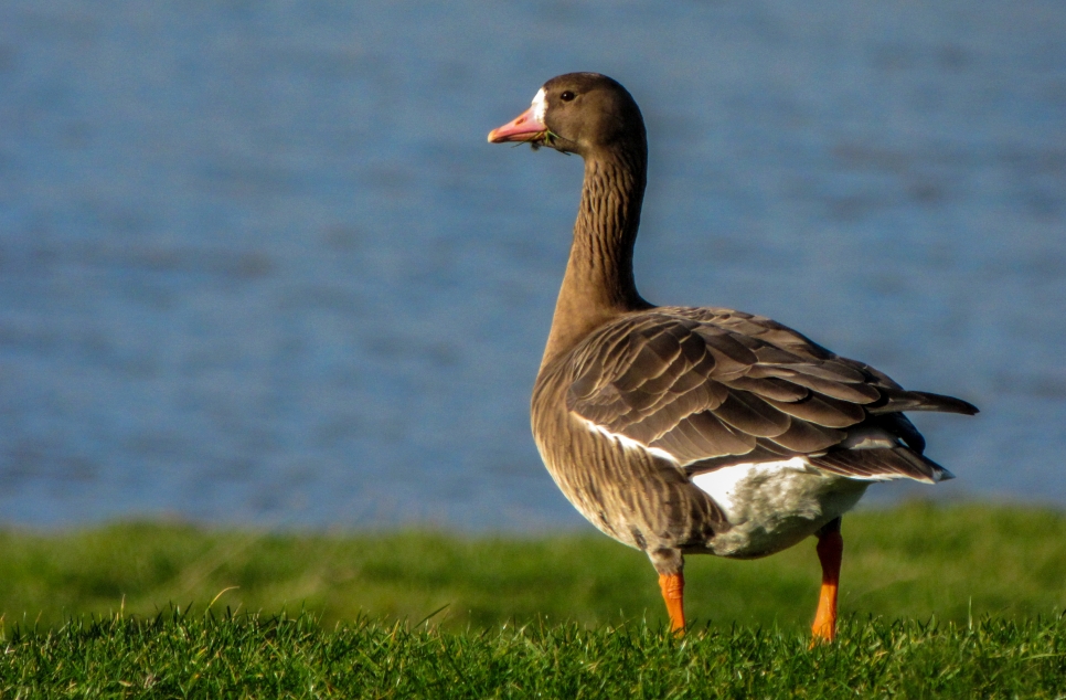 Recent Wildlife Sightings 23rd - 29th March