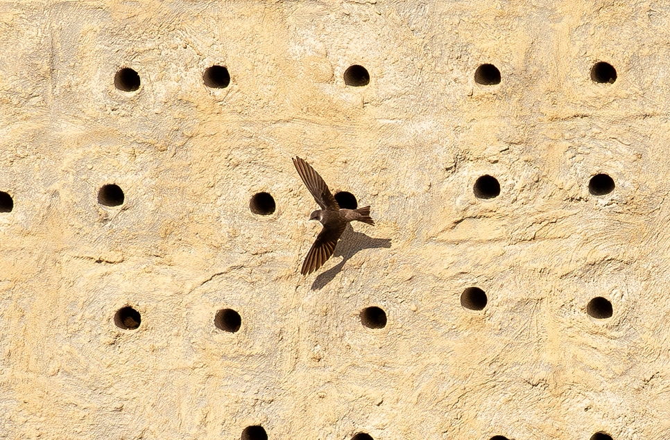 Sandmartin checking out sandmartin bank - Ian Hamilton - Sunday 31 March 966x635 3.jpg