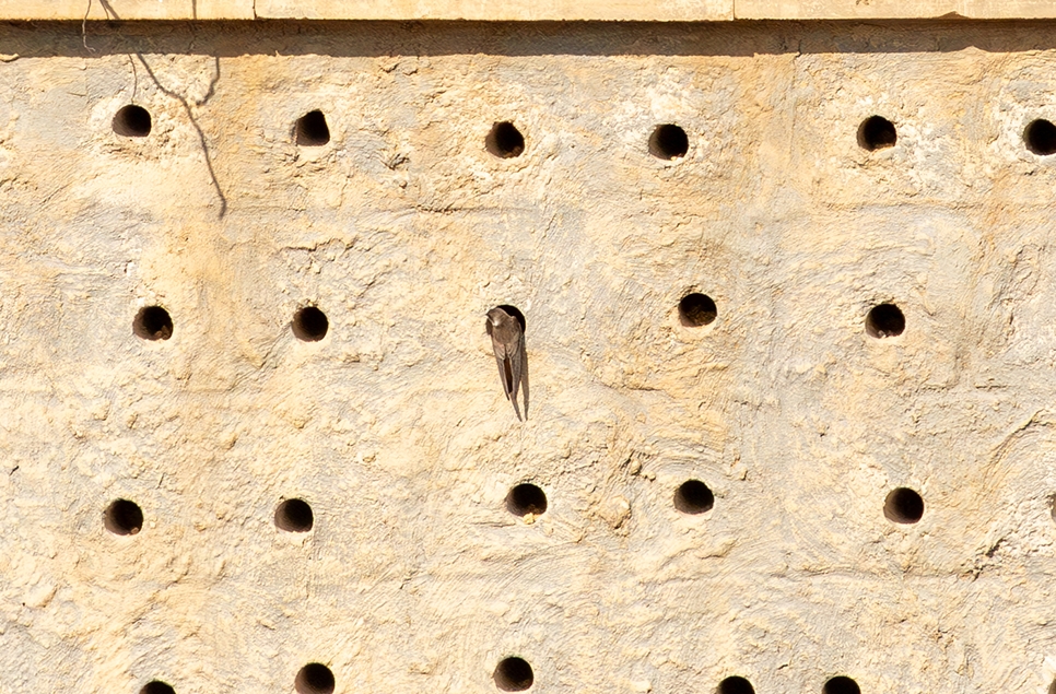 Sandmartin checking out sandmartin bank - Ian Hamilton - Sunday 31 March 966x635.jpg