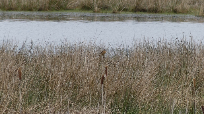 feamle stonechat marianne nicholson 2.JPG