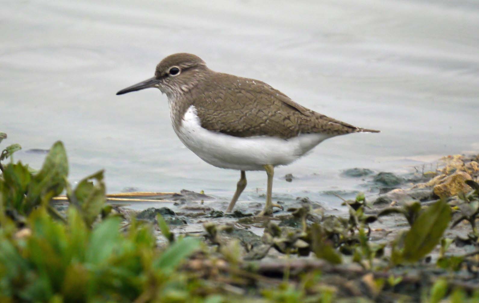 Wader passage ticking over