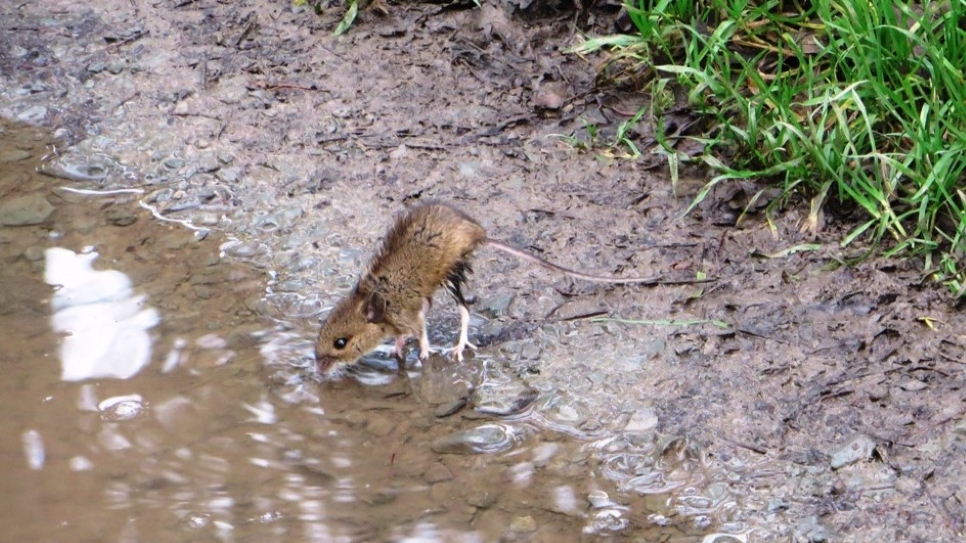 Wetland Word of the Week 9