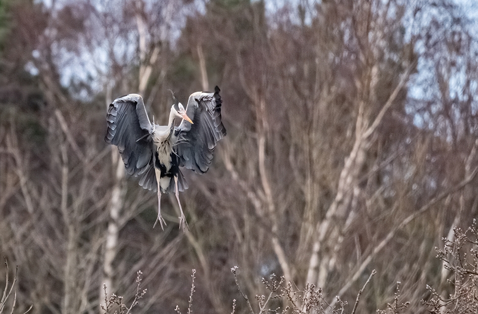 Grey heron - Ian H - Feb 24 966x635.jpg