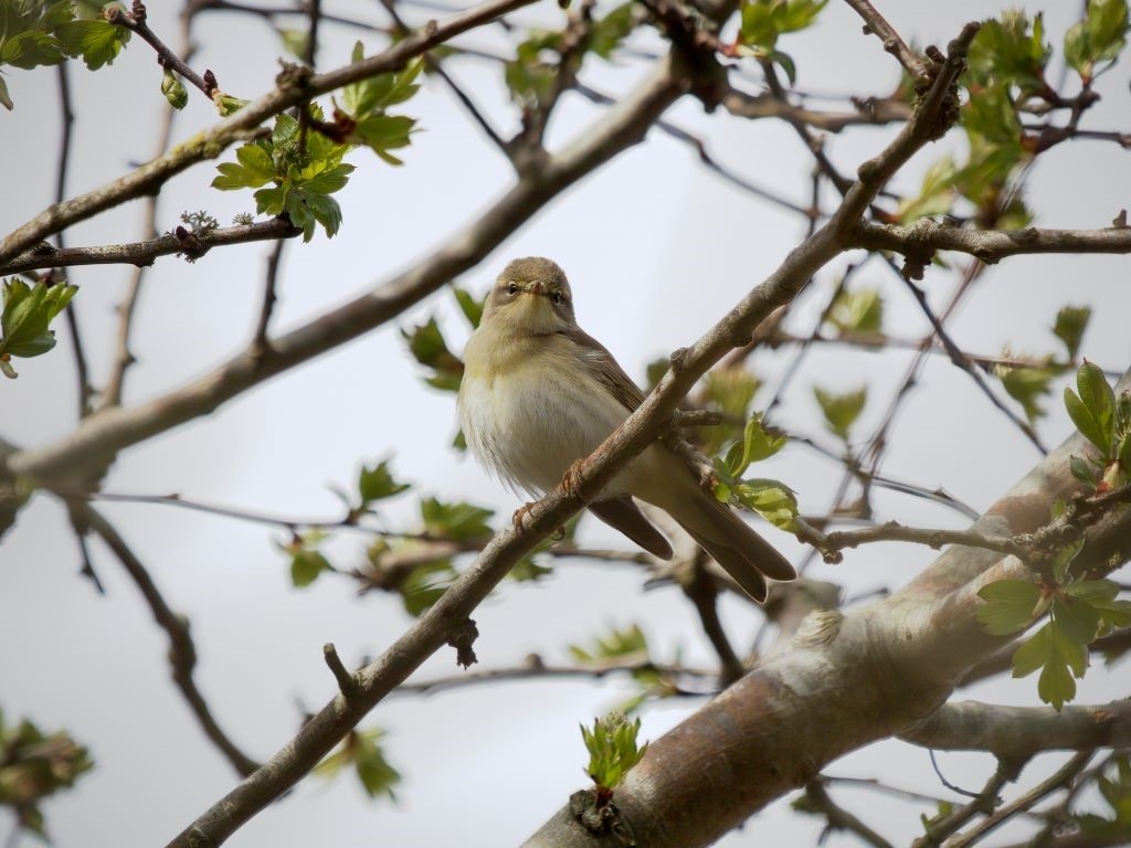 Wildlife Sightings for 15th April 2026