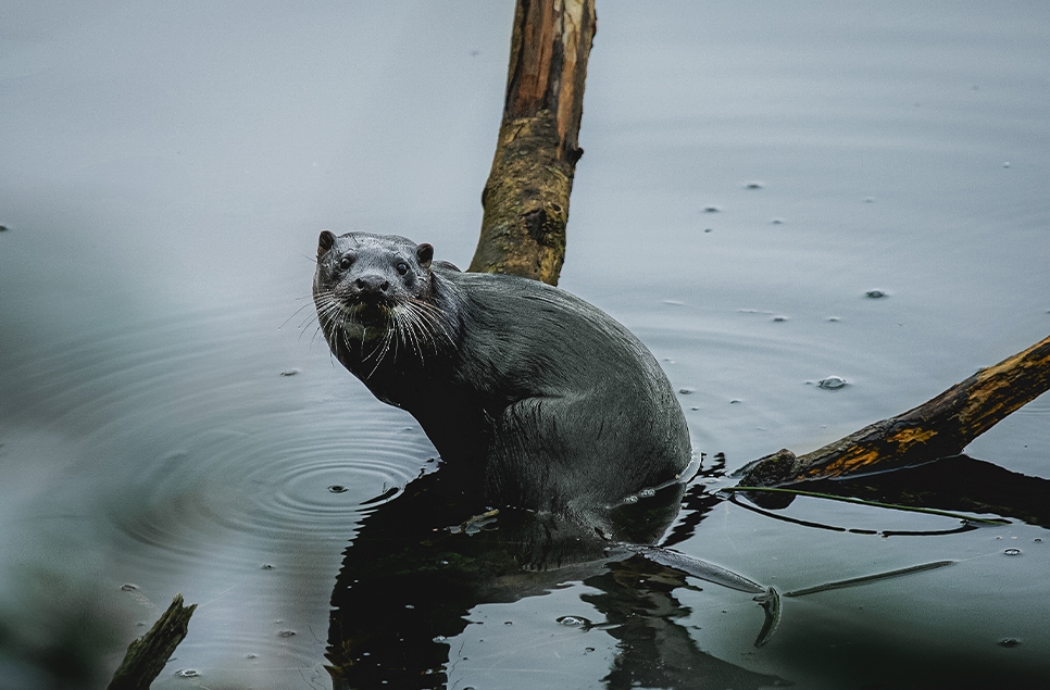 12 tips to spot an otter in the wild