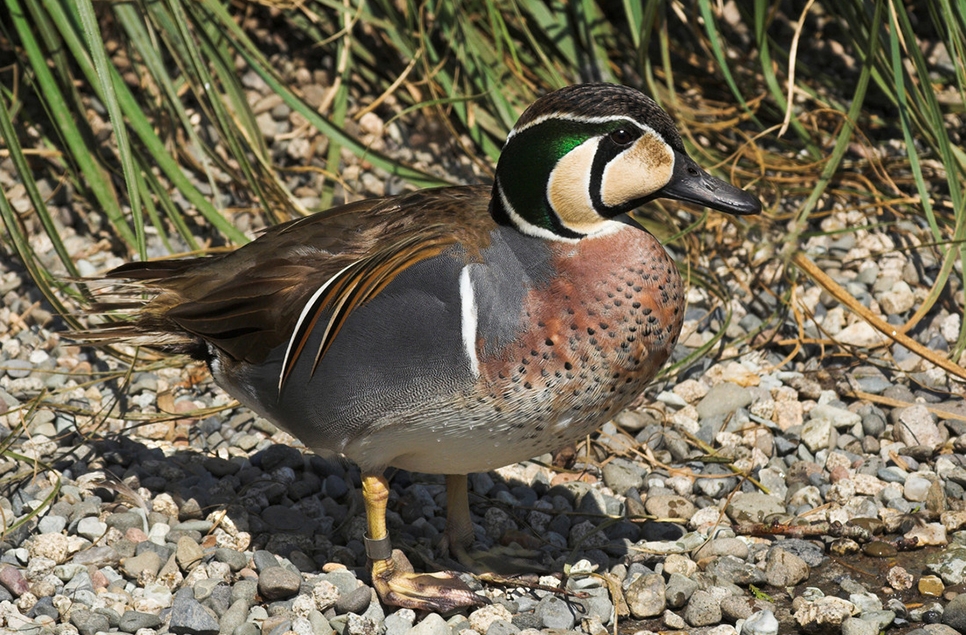 Baikal teal in duckery.jpg