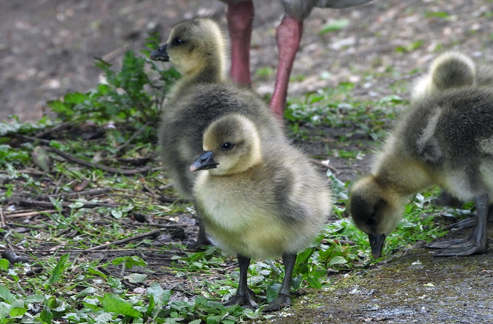 greylaggosling966x635 AR ABurns.jpg