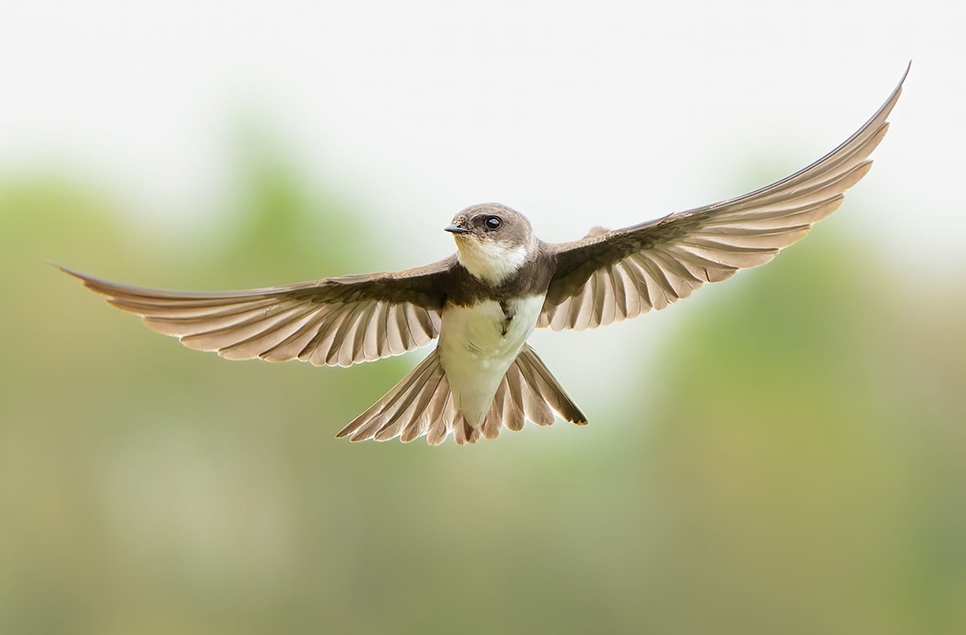 Warbler, martins and young ones