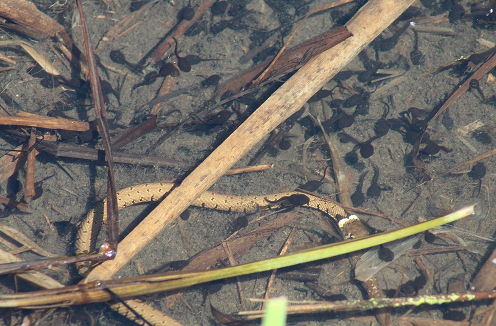 Toad Tadpoles EJ AR 966x635.jpg