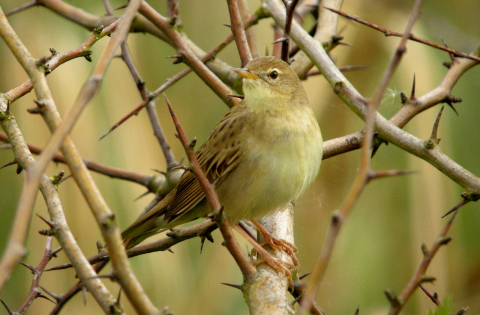 Recent Wildlife Sightings 13th - 19th April