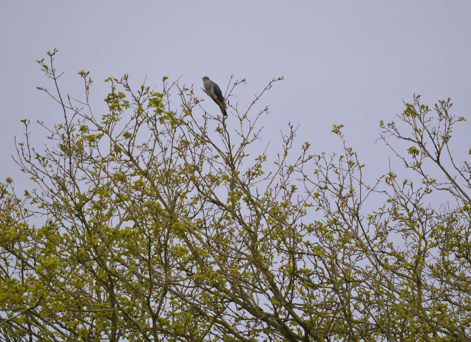 Wildlife sightings for 17th April 2026