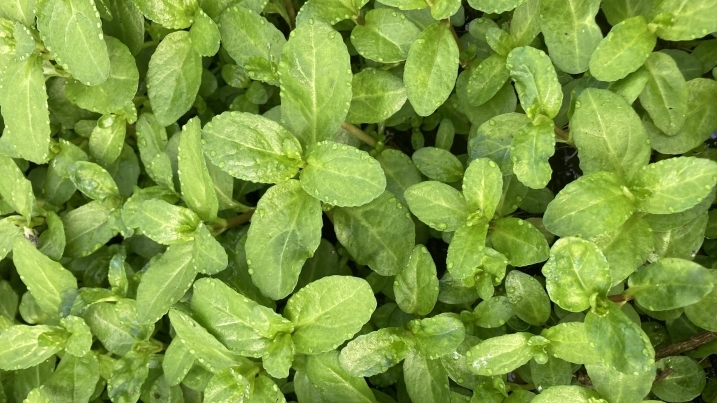 brooklime speedwell.jpg