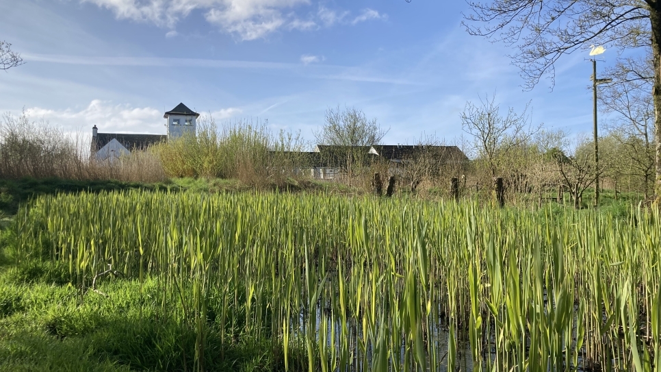 Spring explosion on the Peter Scott Trail: The Wilder, Wetter Caerlaverock Diaries no.2
