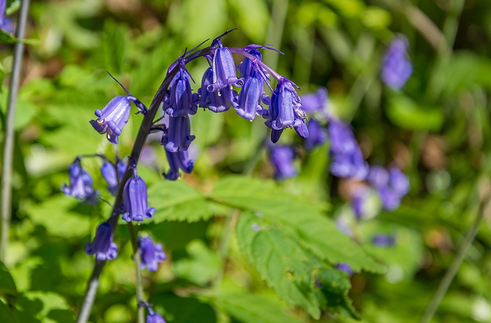 Bluebells flower - Spring Gill - Ian H - May 18 966x635.jpg