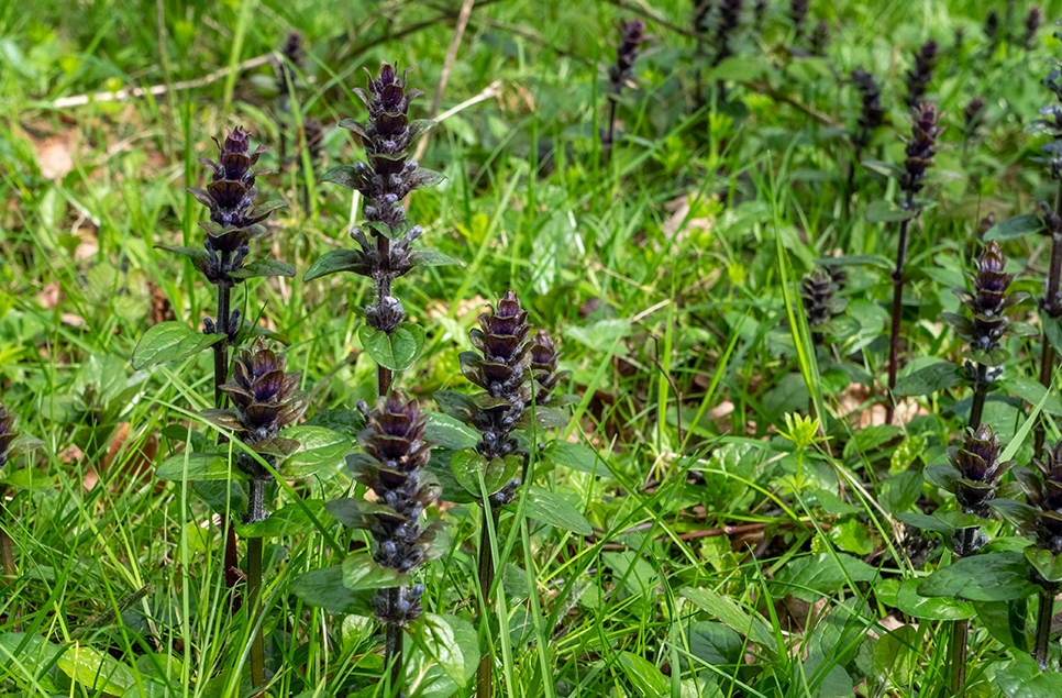 Bugle flower - Ian H - April 24 966x635.jpg