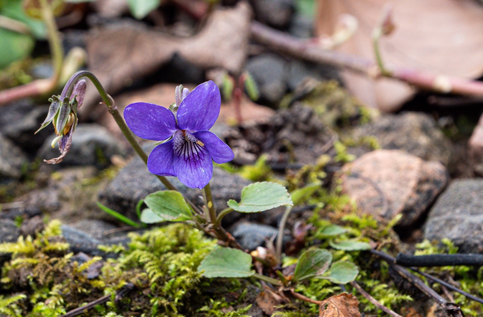 Dog violet flower - Ian H - April 24 966x635.jpg