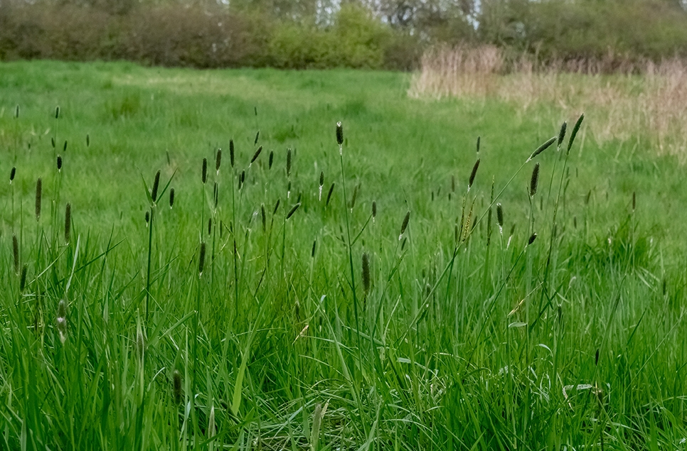 Meadow foxtail flower - Ian H - April 24 966x635.jpg