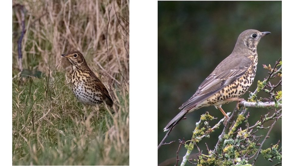 mistle vs song thrush.jpg