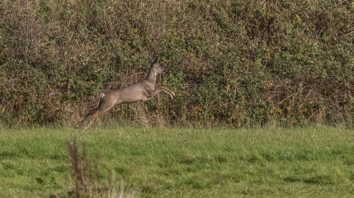 Roe Deer leaping credit Alex Hillier (30).jpg