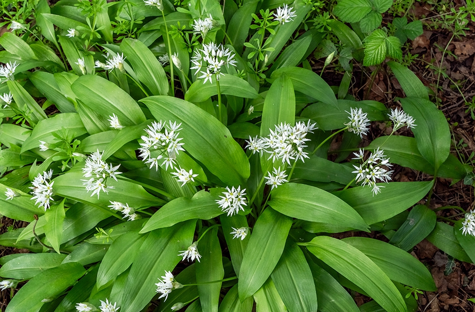 Wild garlic - Ian H - April 24 966x635.jpg