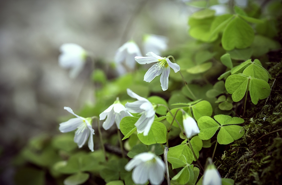 Wood sorrel flower - Pixabay - 966x635.jpg