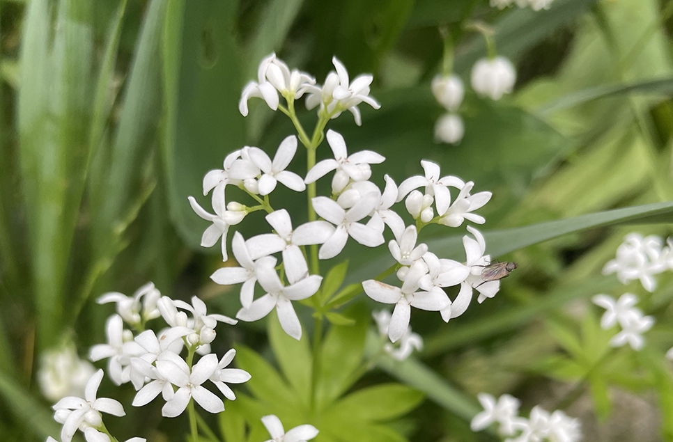 Woodruff flower - Pixabay 966x635.jpg