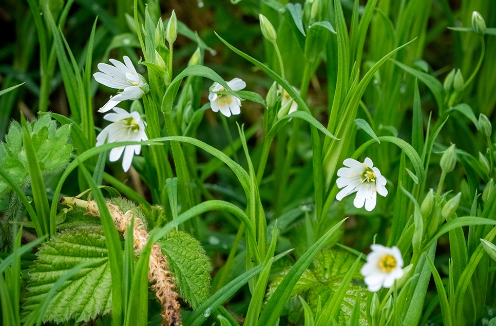 Greater stichwort - Ian H - April 24 966x635.jpg