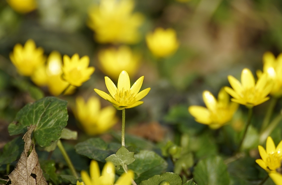 Lesser celendine - Pixabay stock 966x635.jpg