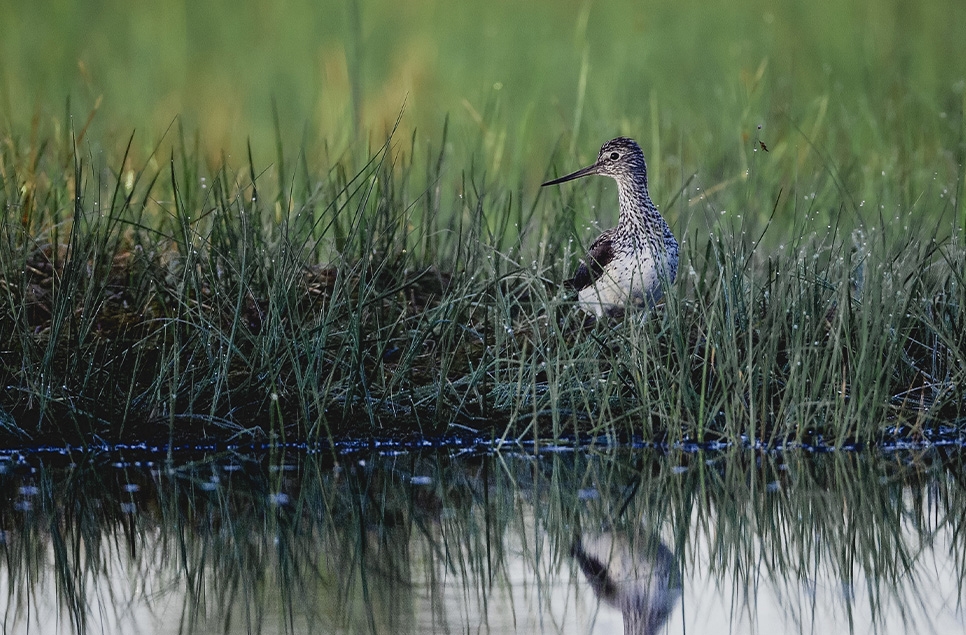 Top 5 spring migratory birds to look out for on our reserves