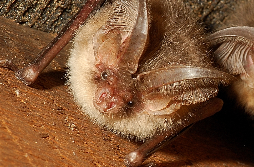 Evening Bat Walk