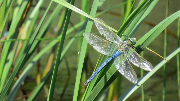 emperor dragonfly credit Lorraine Hall (76).JPG