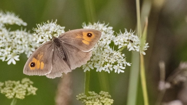 Meadow Brown - credit Alex Hillier (2).jpg