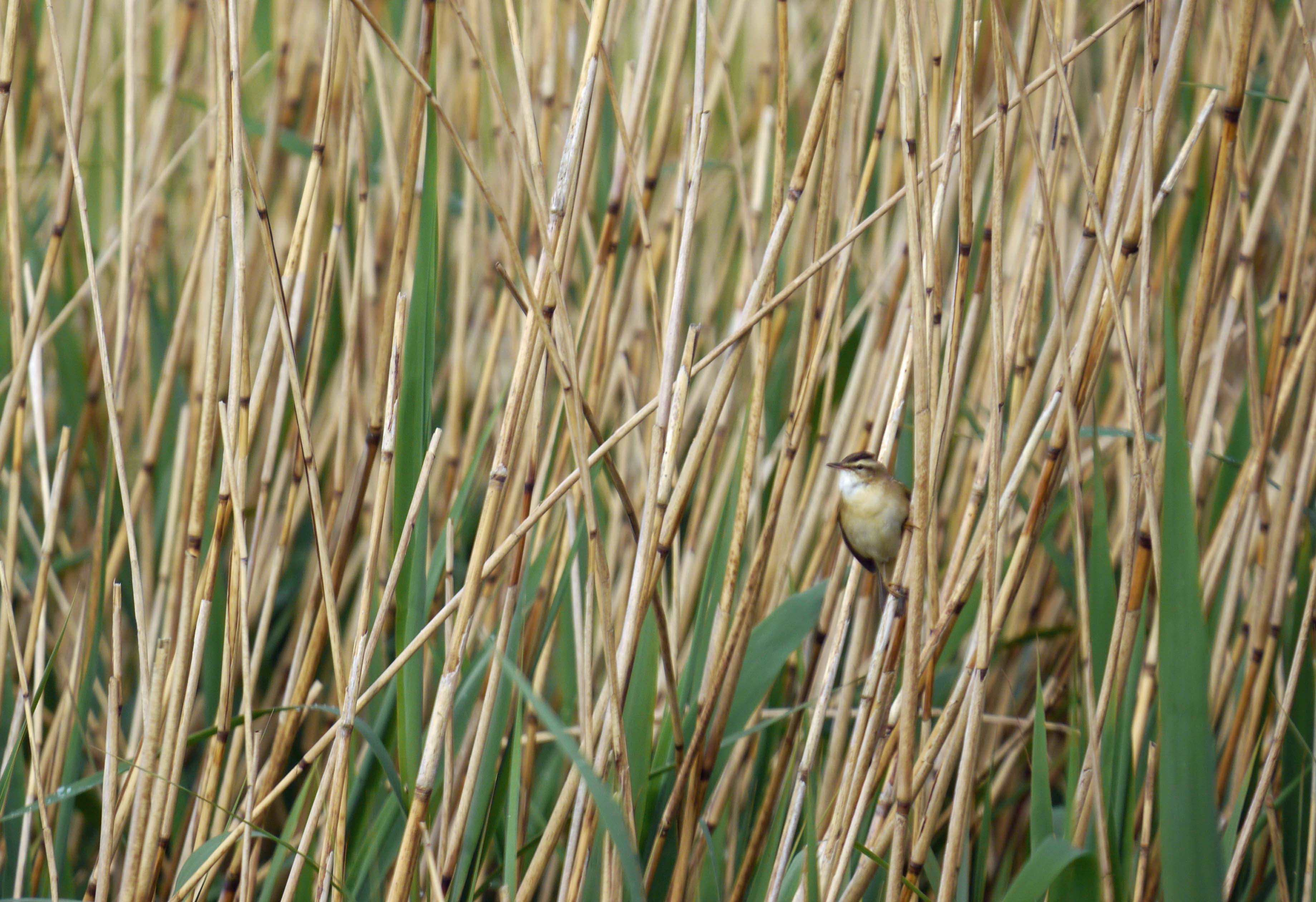 Wildlife sightings for 7th June 2026