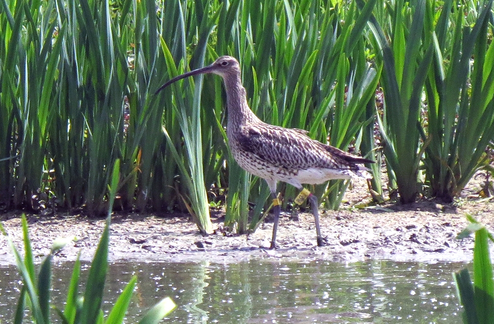 Curlew onsite