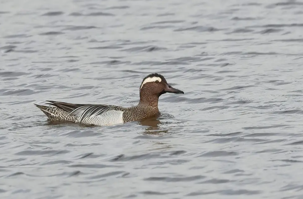 Recent Wildlife Sightings 4th - 10th May