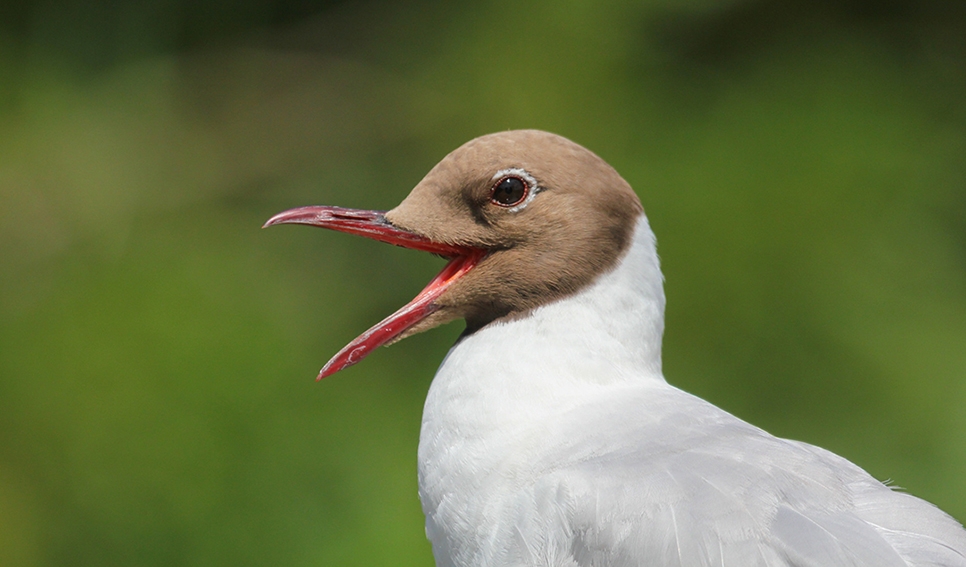 Gull watching guide