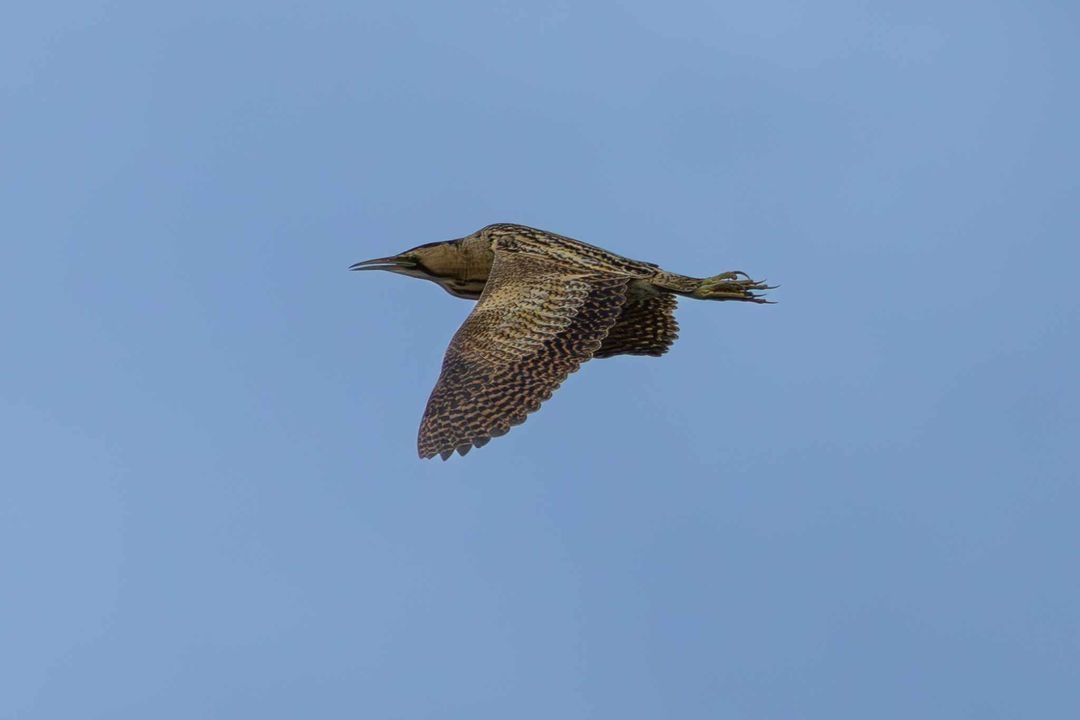 Bittern booming and avocet chicks