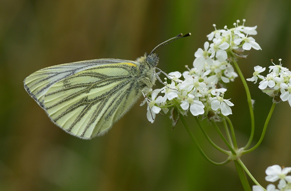 greenveined white 966x635 AR.jpg