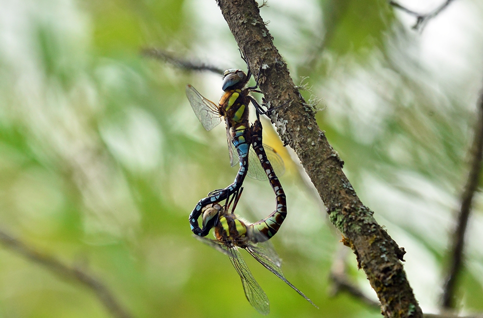 Migrant hawkers mate 966x635.jpg