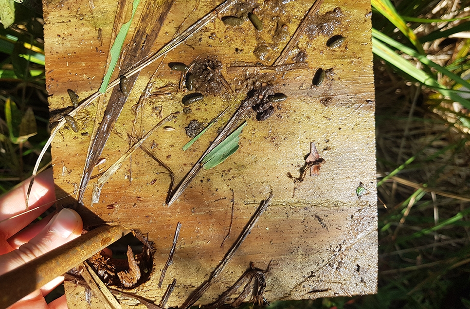 water vole latrine 966x635.jpg