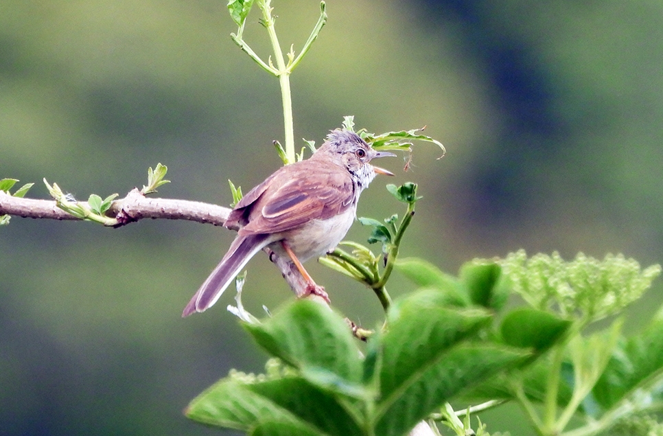 Whitethroat warbler AR May 13 966x635.jpg