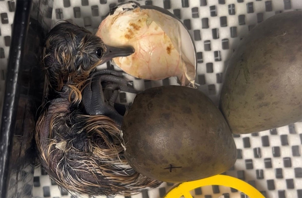 Black-tailed Godwit chicks mark start of world-first captive breeding project