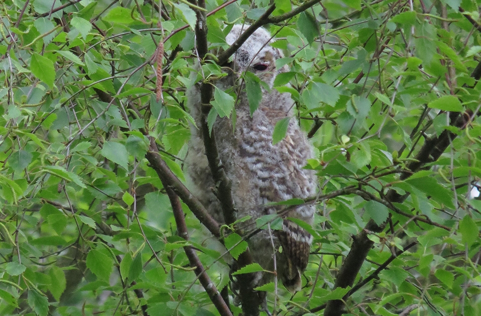 Tawny owlet and sand piper