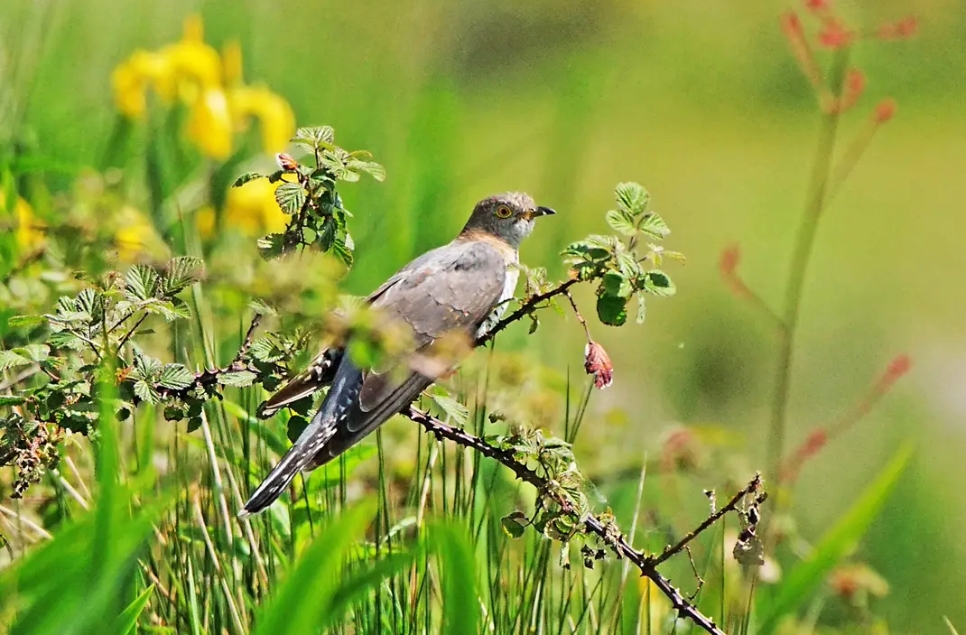 Recent Wildlife Sightings 11th - 17th May